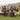 IVE Empathy Album (GRATIS POB)
